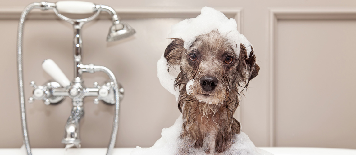 Best Dog Shampoos In 2022 [Buying Guide] Gear Hungry