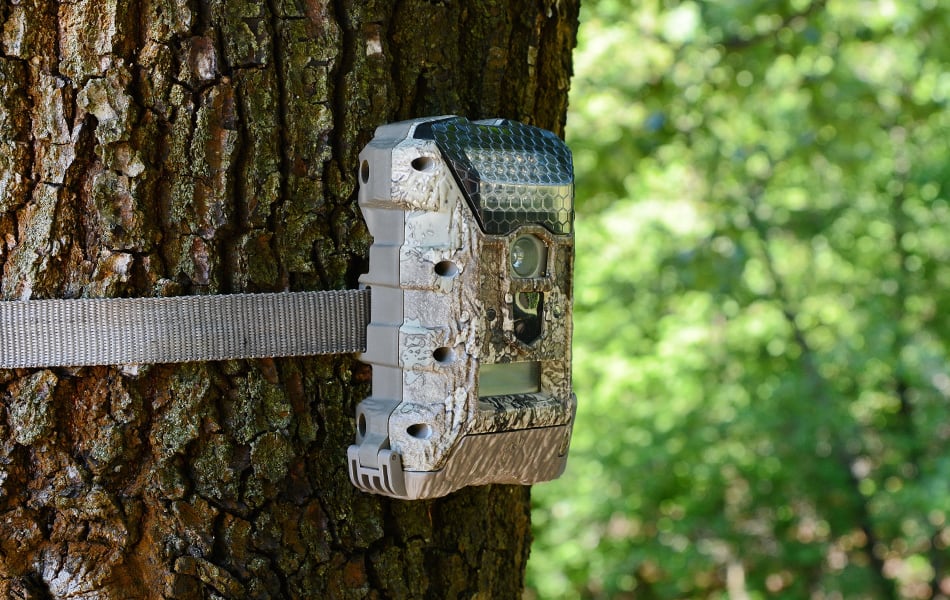 trail cameras on tree faq