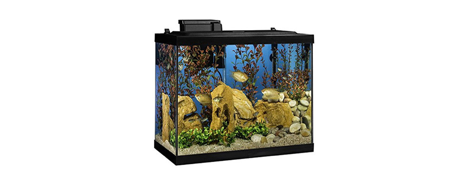 10 Best Betta Fish Tanks In 2021 10 Best Betta Fish Tanks In 2021